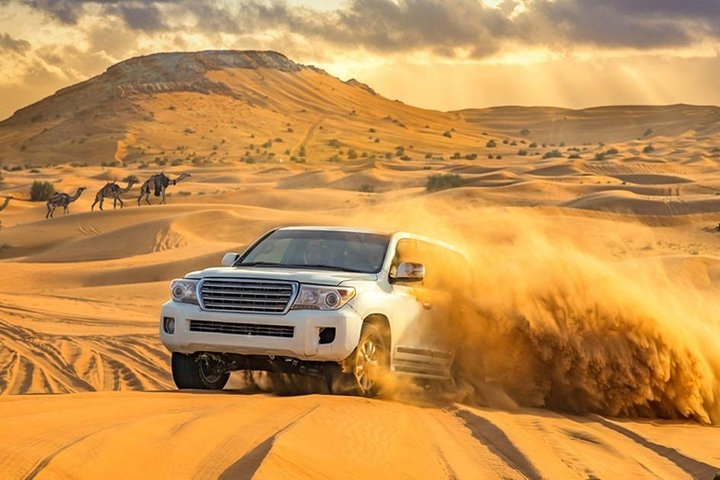 Experience the stunning beauty of the Arabian Desert as you navigate the dunes in a 4x4 SUV with camels gracefully trotting in the background. Adventure awaits!